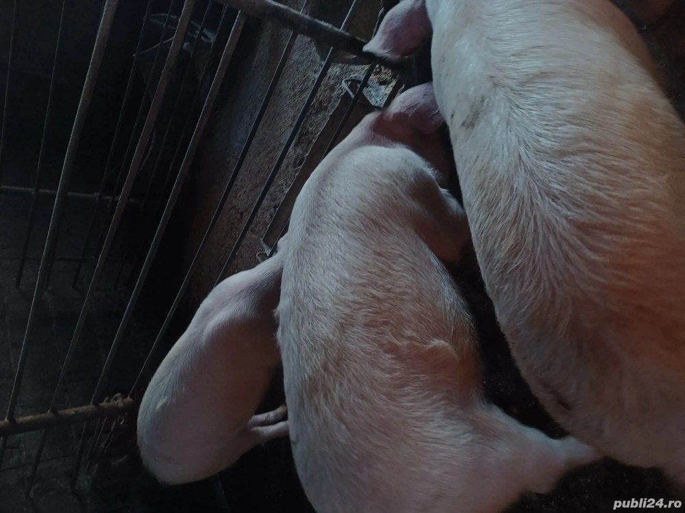 de vanzare 4 grasuni la 40 45hg  