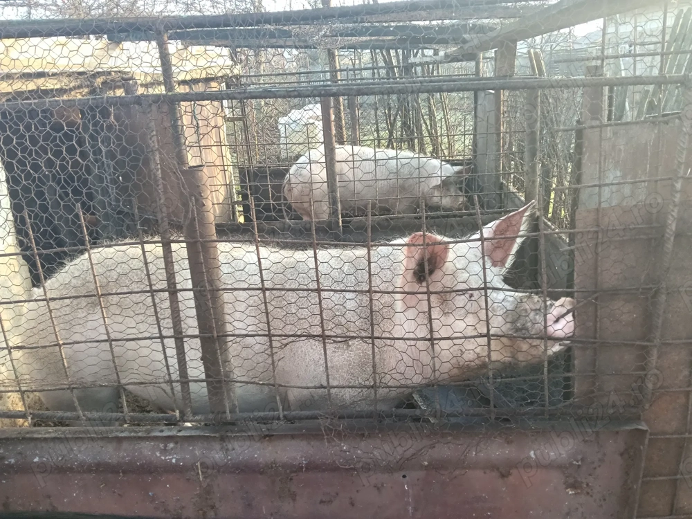 Vând porci rasă de carne 