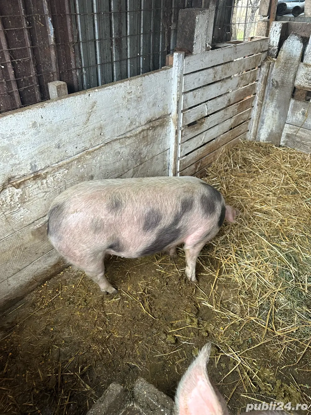 Porci pentru sacrificat 