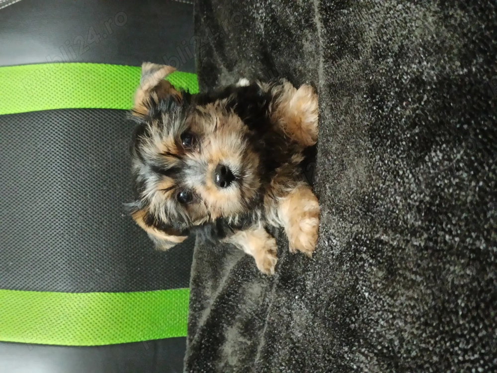 Baietel Yorkshire Terrier