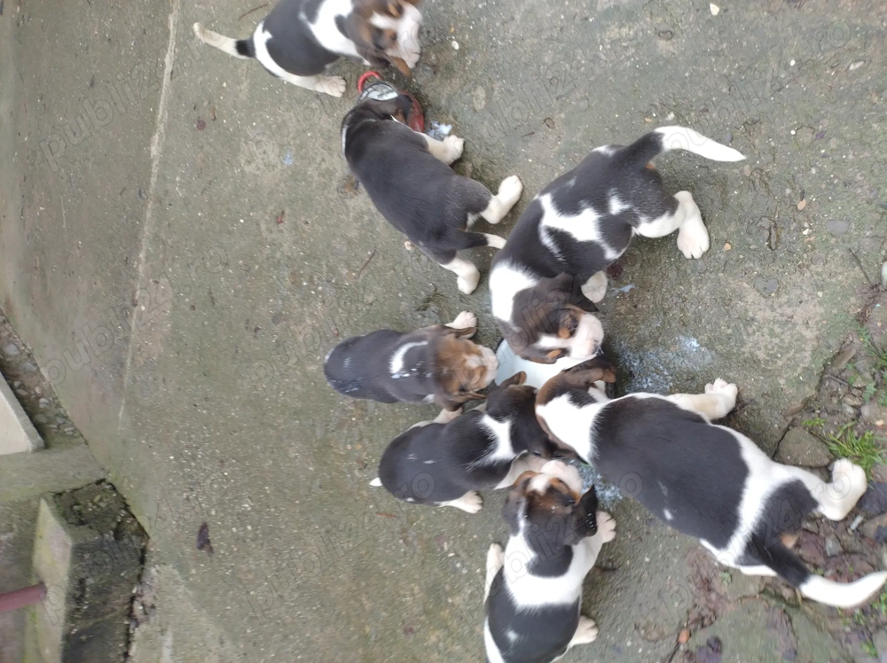 Căței beagle cu carnet de sănătate și vaccin 