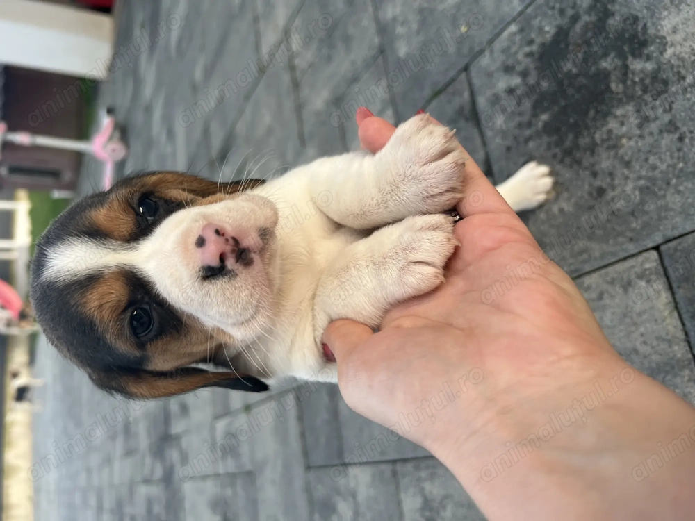 Beagle tricolor 