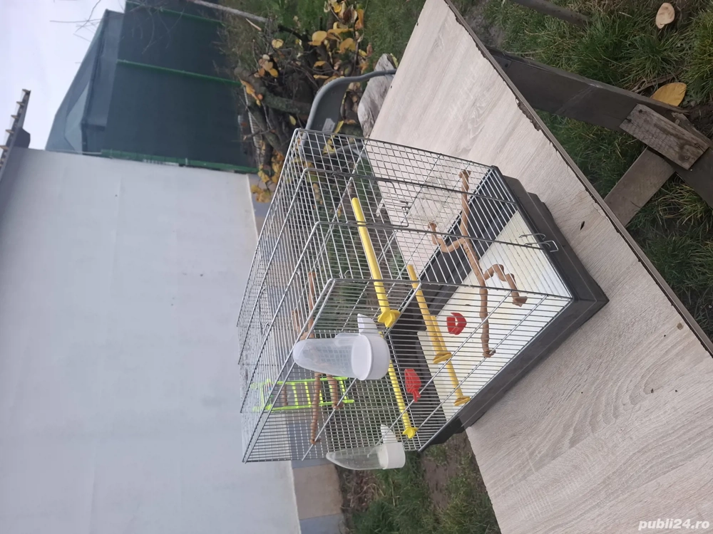 Colivie pentru 2 perusi