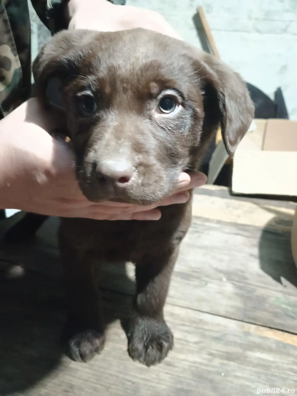 Vând căței Labrador Retriever Ciocolatii