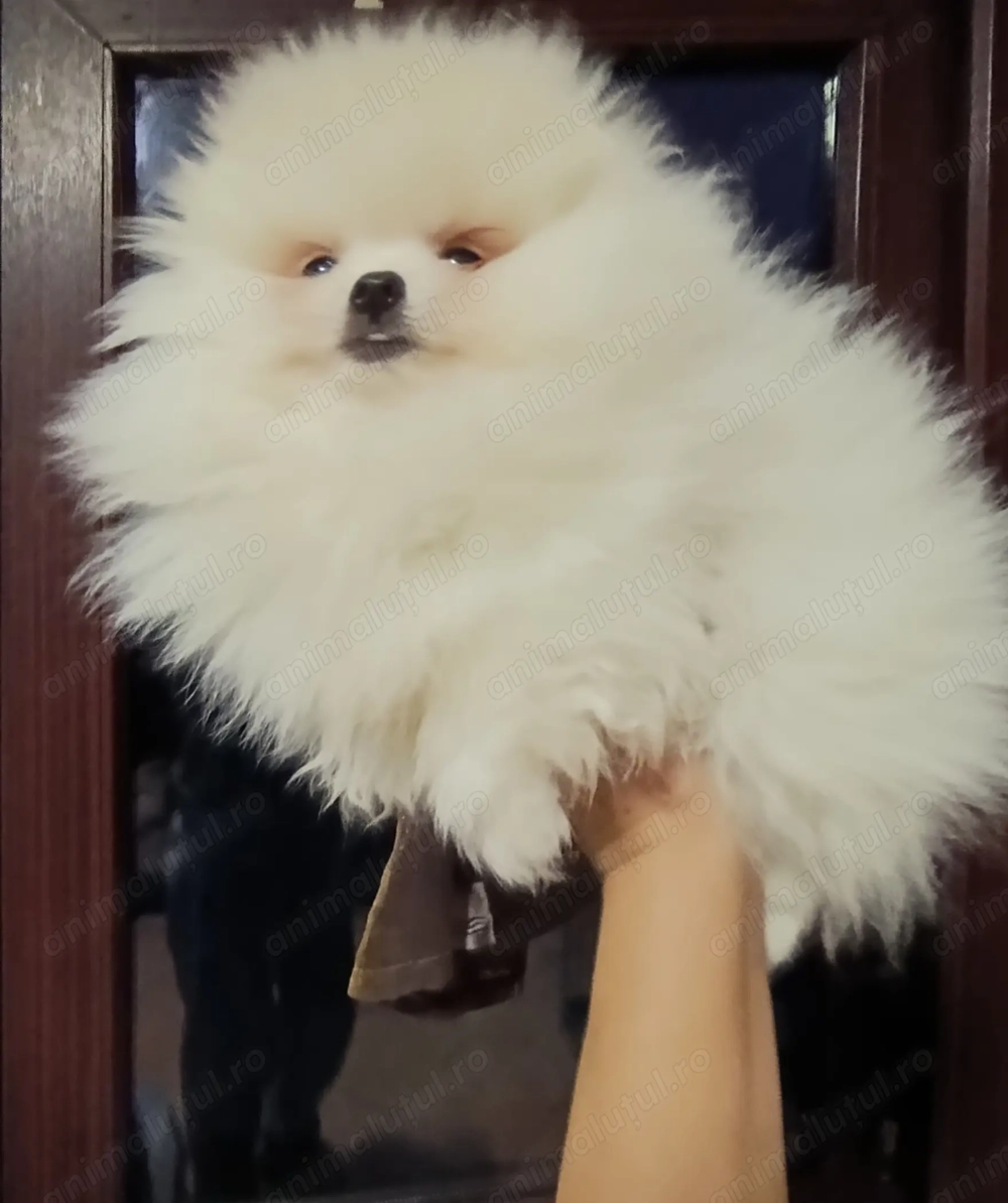 Pomeranian mini toy femela și mascul