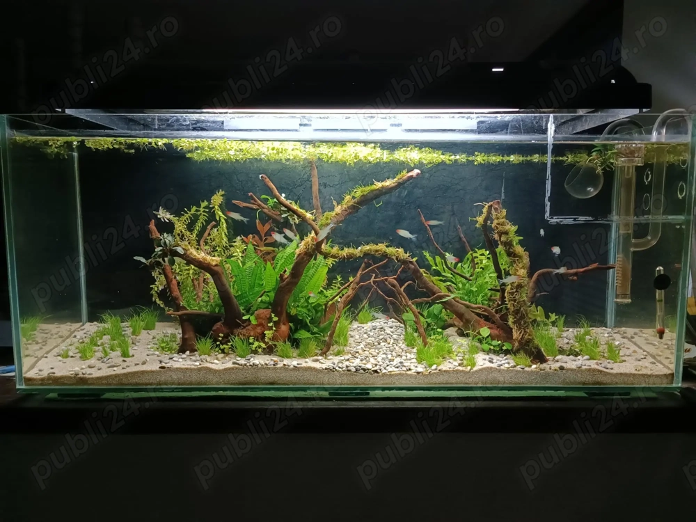 Donez Creveti Neocaridina si Rummy Nose Tetra