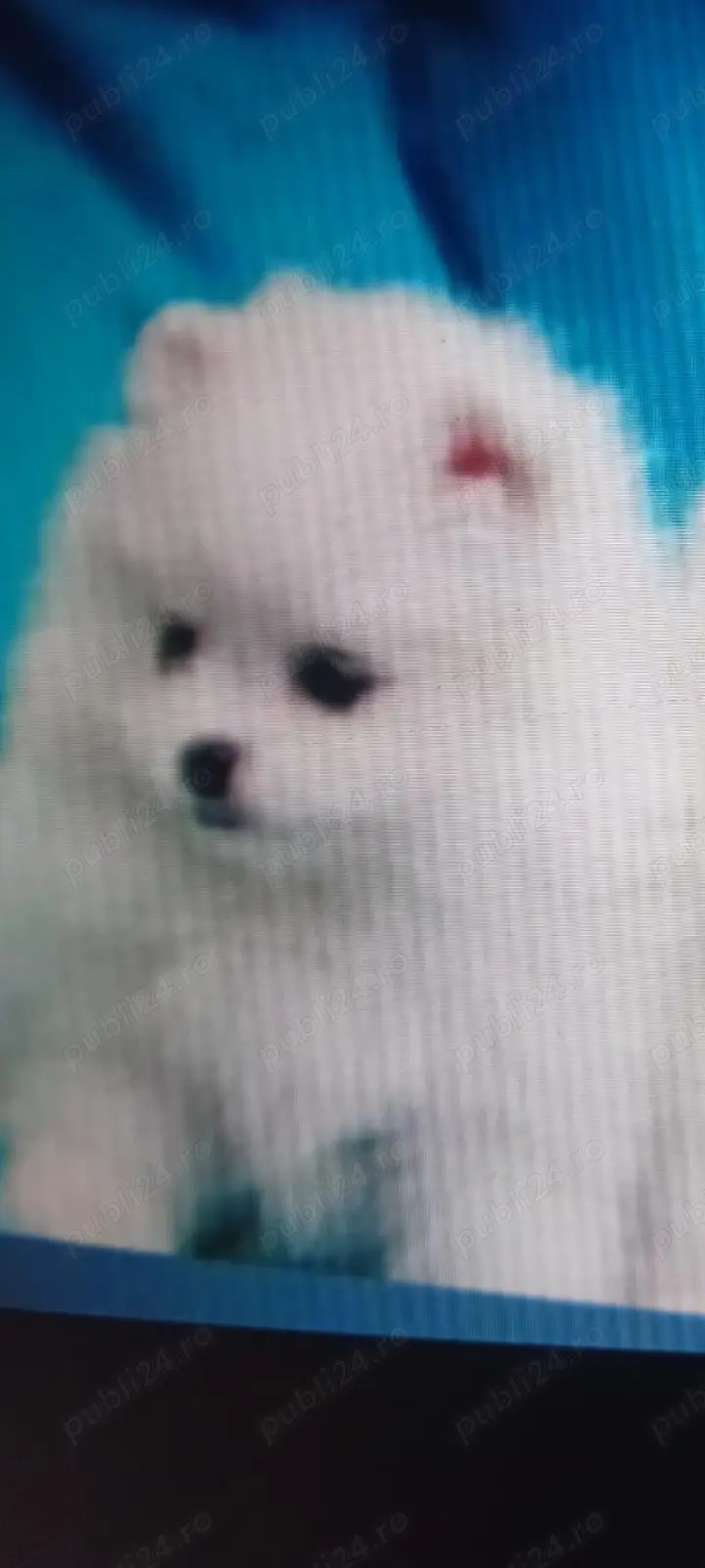 Vând cățel de Pomeranian mini 