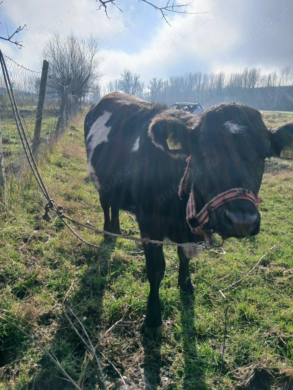 Vițică de vanzare preț negociabil 