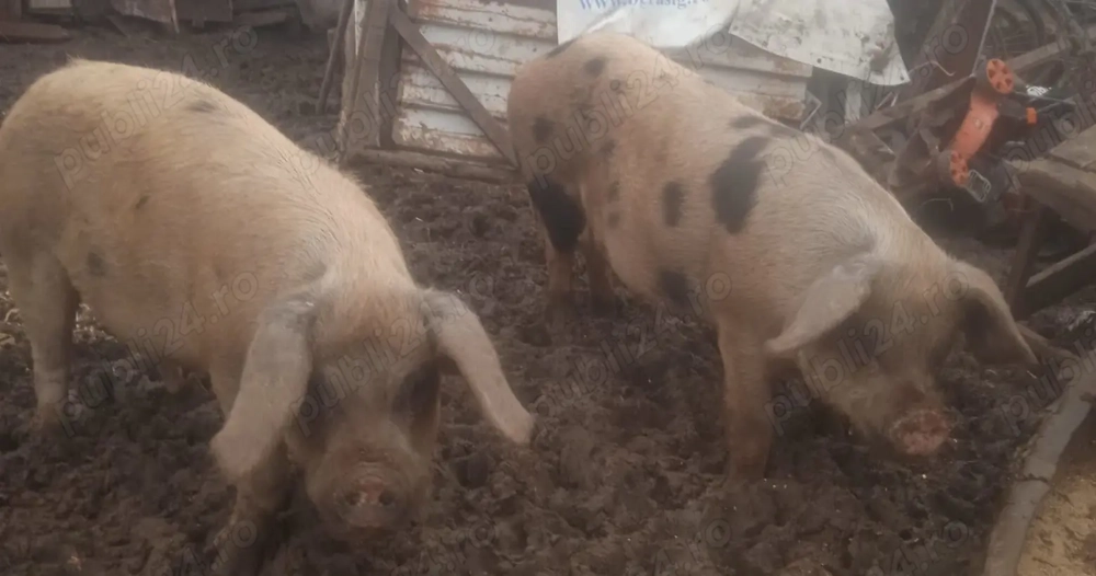 Porci de vanzare in TULCEA