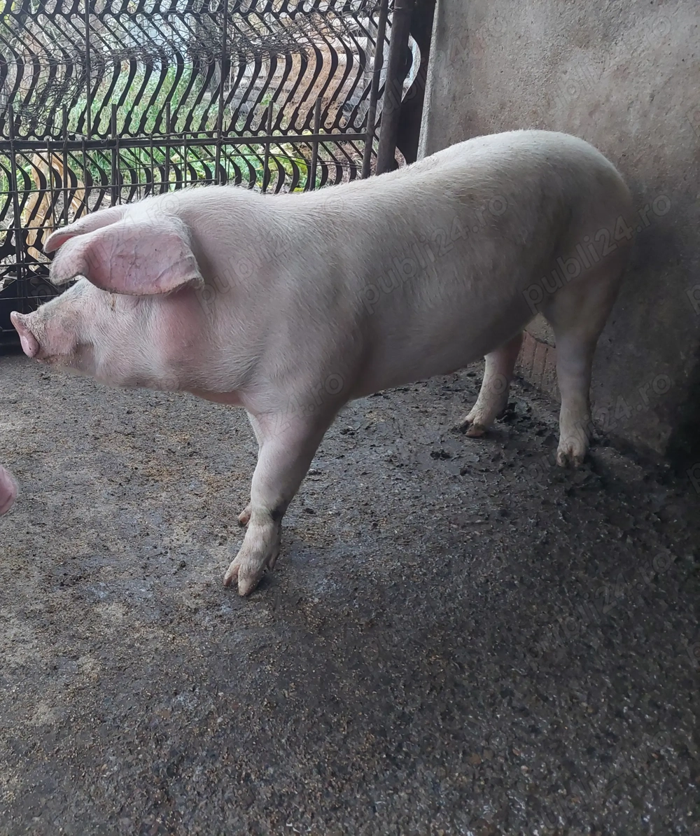 Vând porc Landrace pentru sacrificat