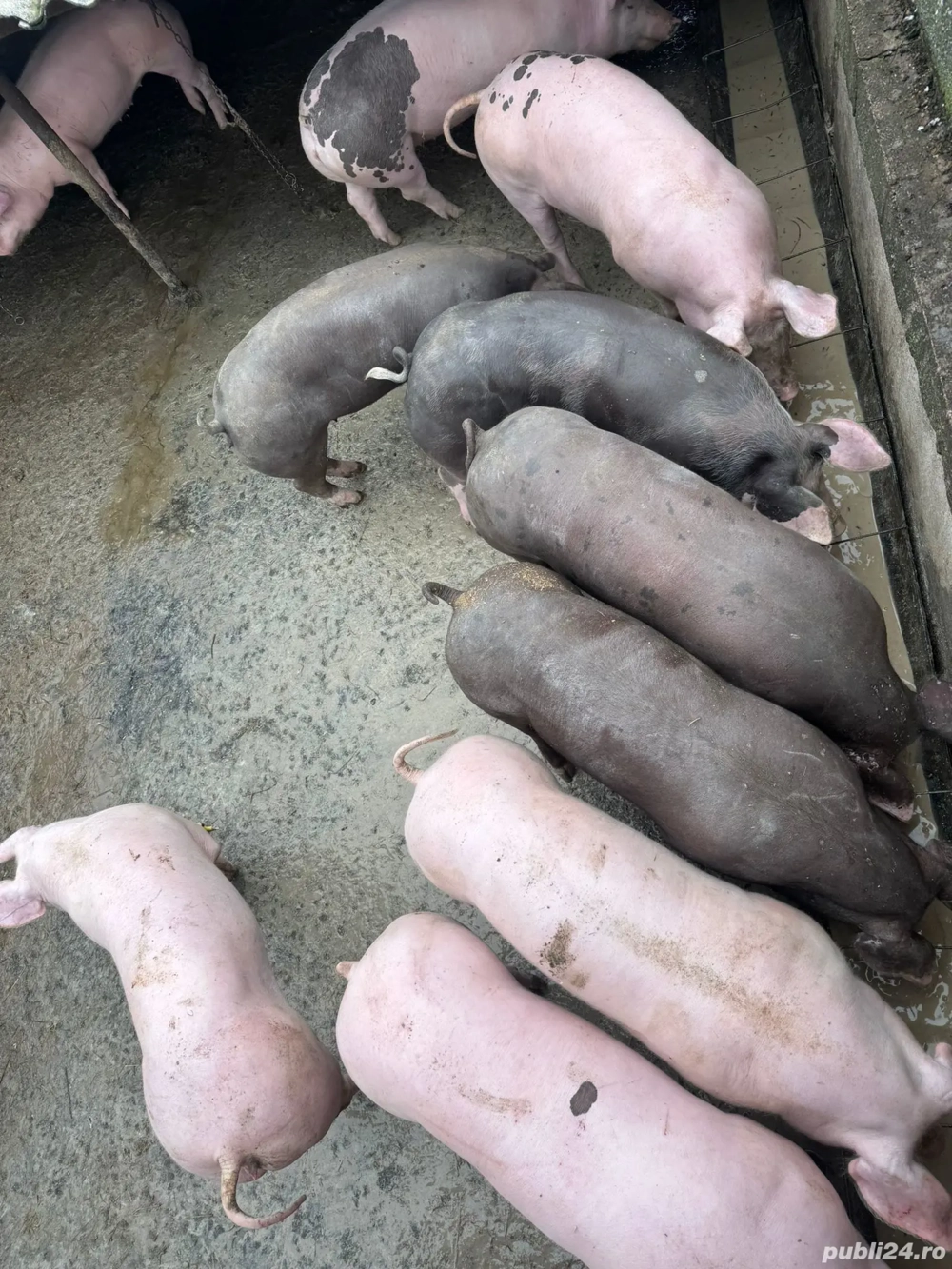 vând porci între 100-130 kg