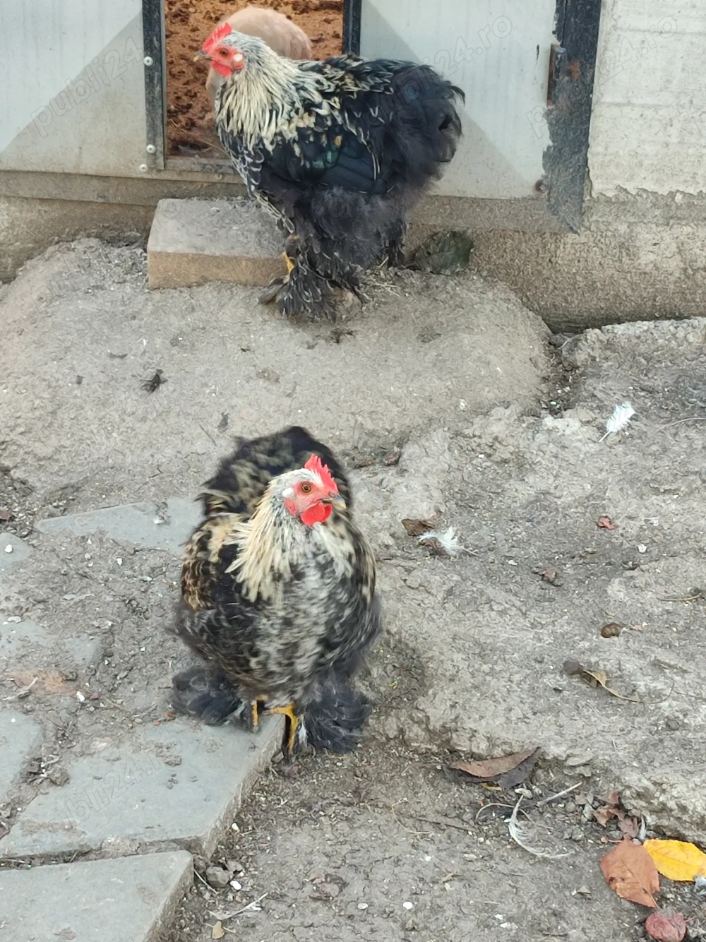 Vând cochinchina pitic...