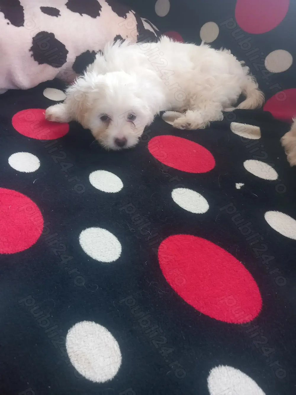 Vând Bisoni Maltezi 