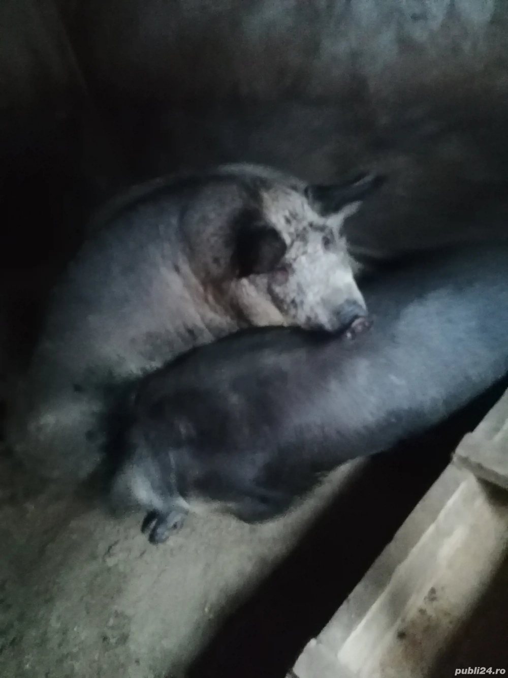 Porci mangalita 100gk 180kg