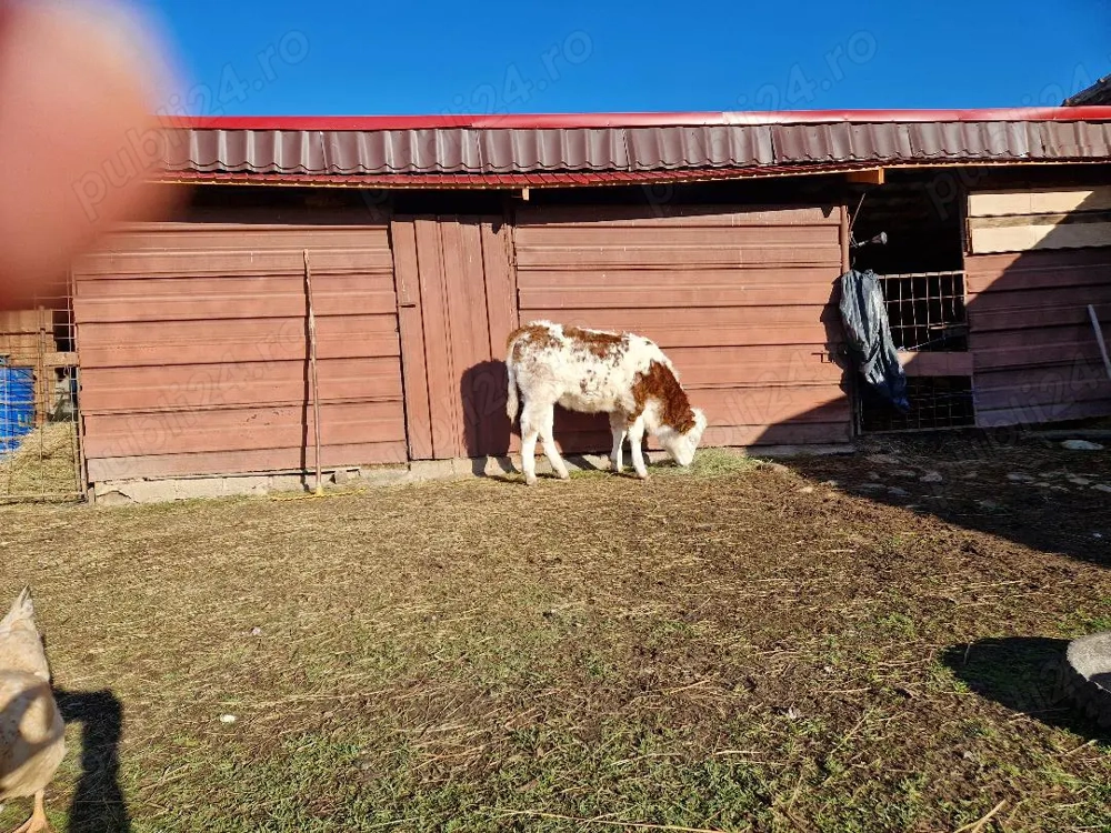 Bălțată românească 6 luni