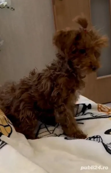 Baietel pudel miniature