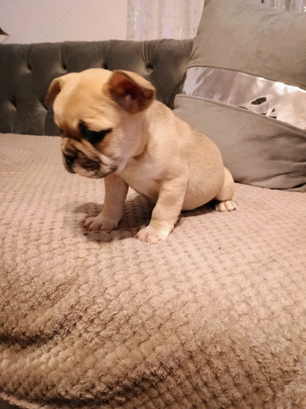 Pui de bulldog francez rasă pură 