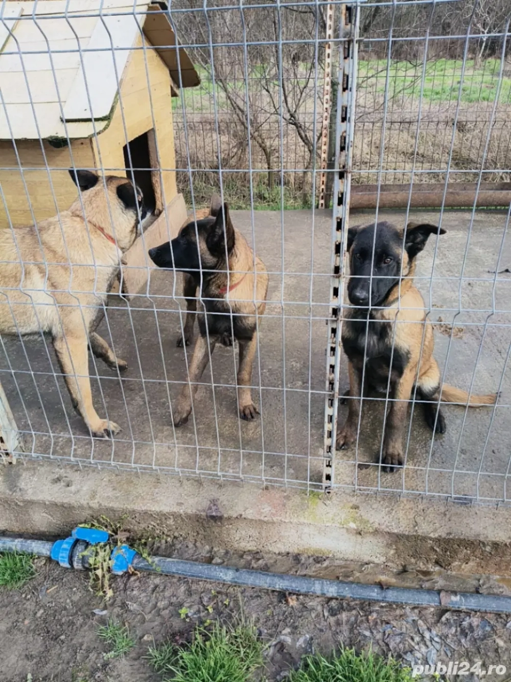 Femele Ciobanesc belgian malinois 