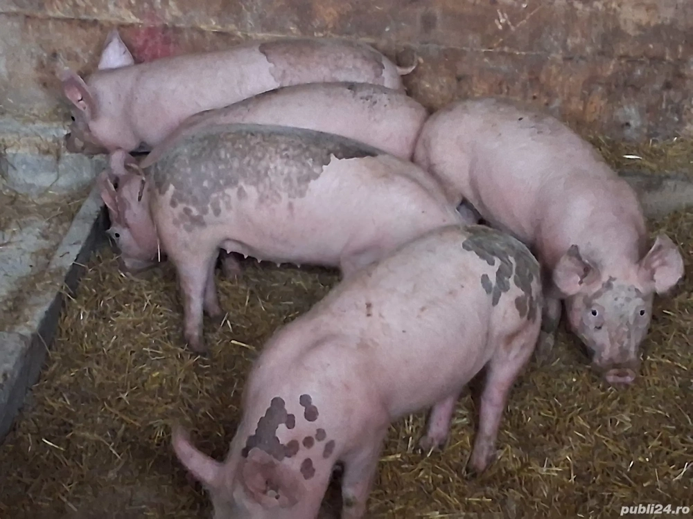 vând 5 soldani 35-40 kg