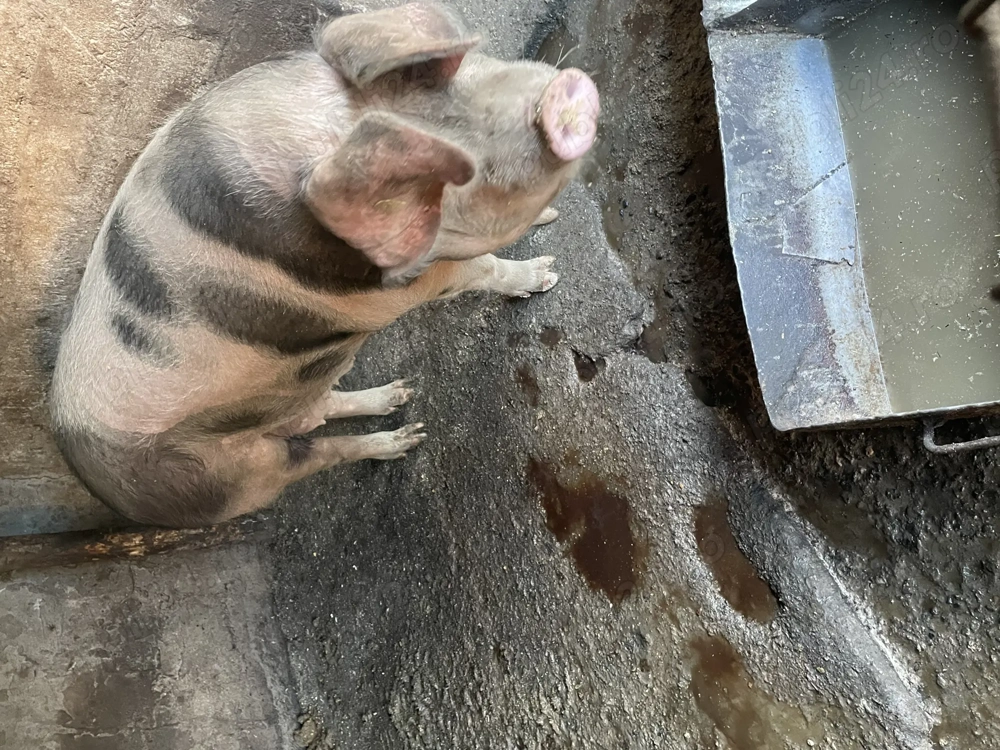 Vând porc în jur de 210-220kg