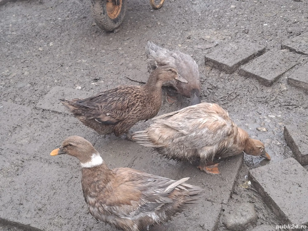 Rate si rățoi rouen si saxone. bibilici