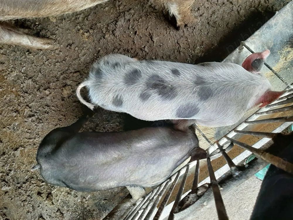 Vând șoldani rasă Petrean 