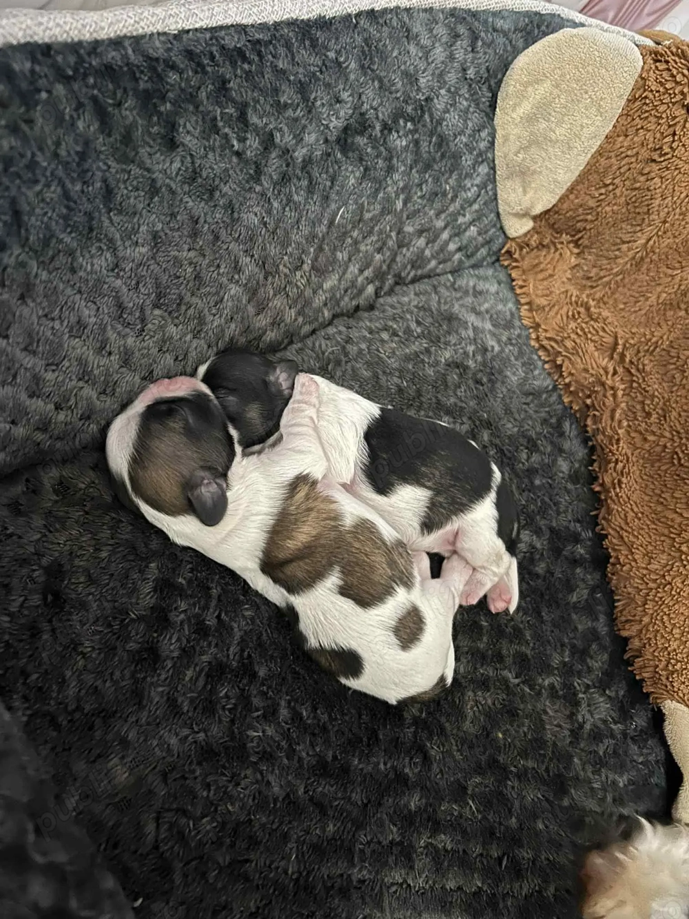 Vând cățelușă shitzu