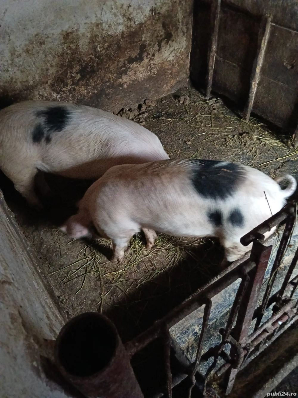 șoldani de vânzare