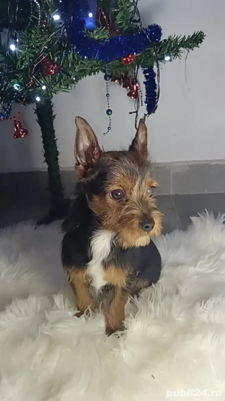 Baiat Yorkshire terrier de vanzare 