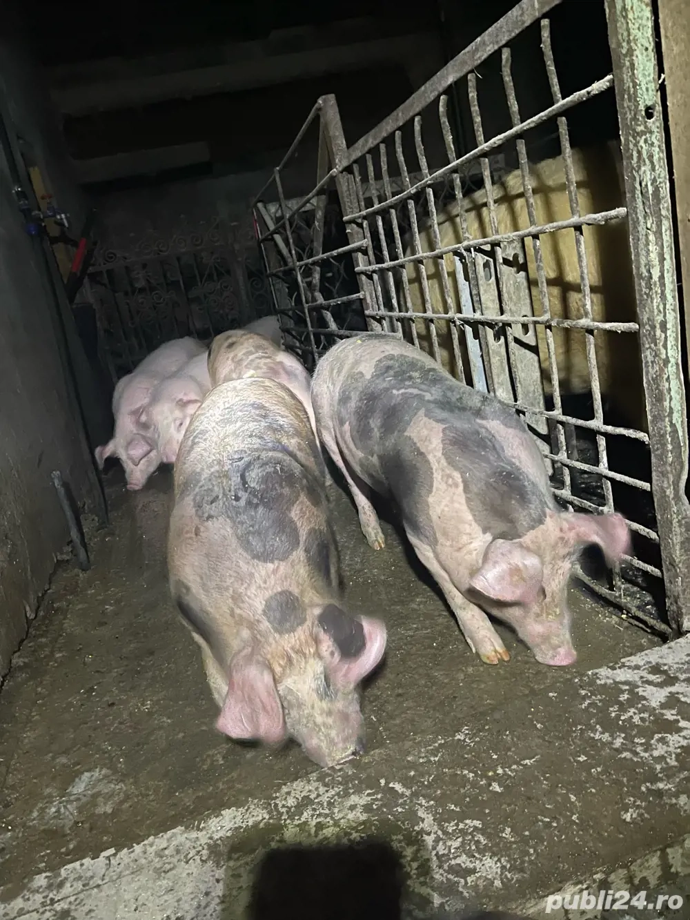 purcei godini de carne 