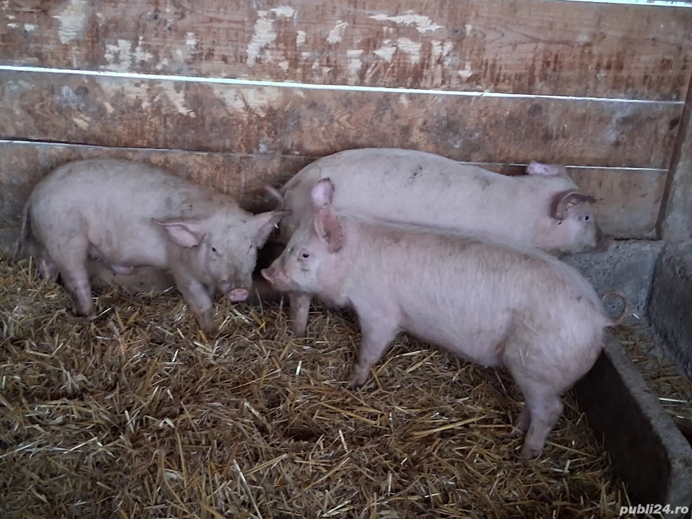 vând 3 soldani 35 kg