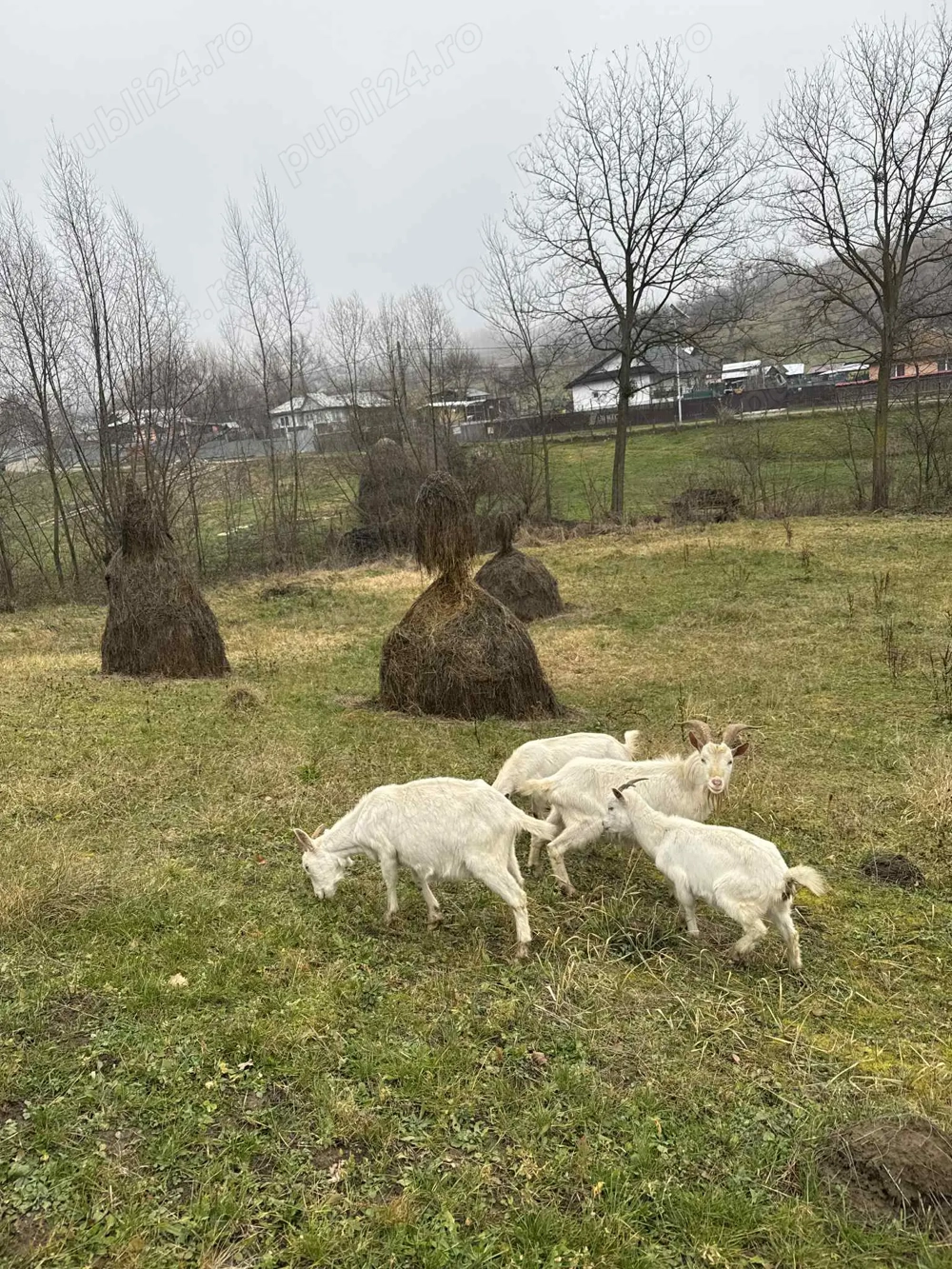 Vând 3 capre saanen, și un țap