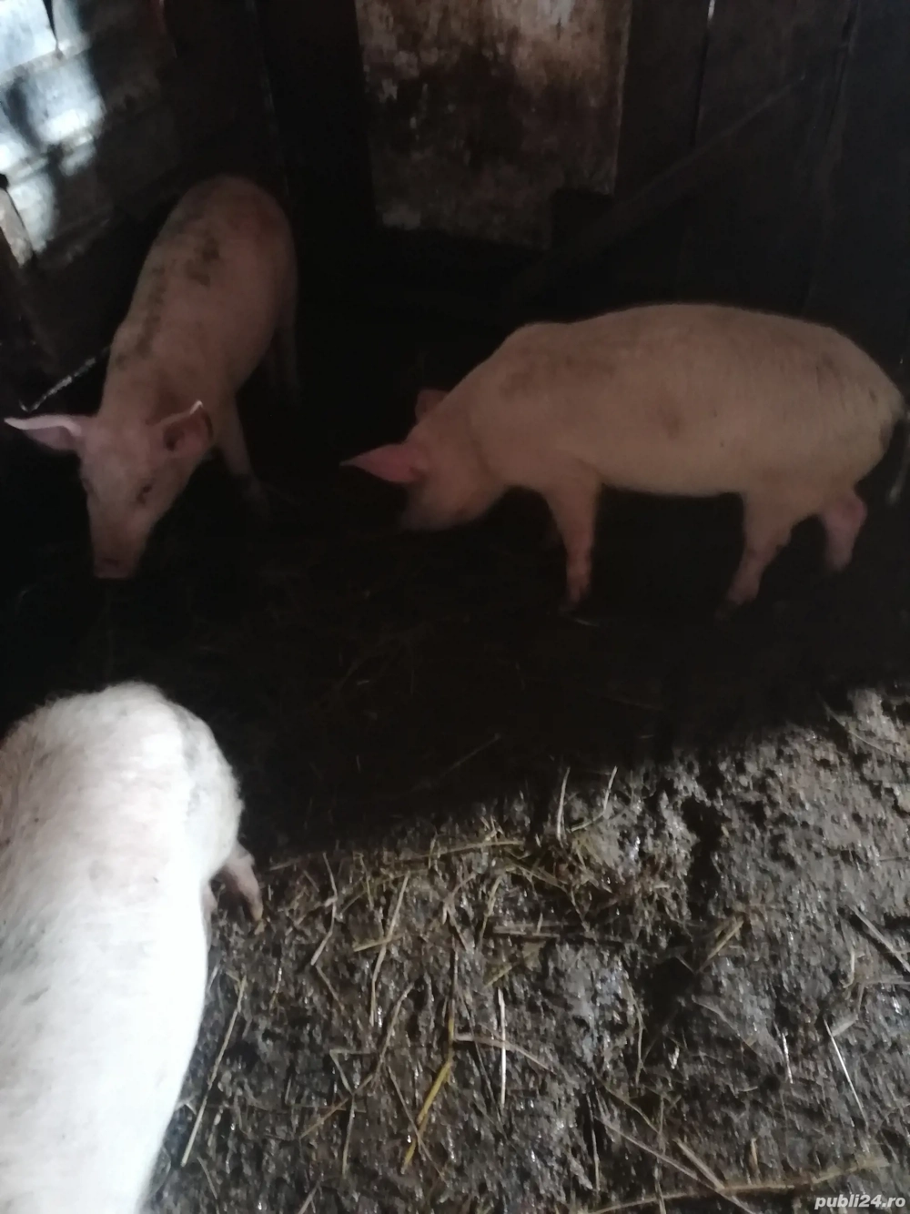 Purceluși de vânzare 