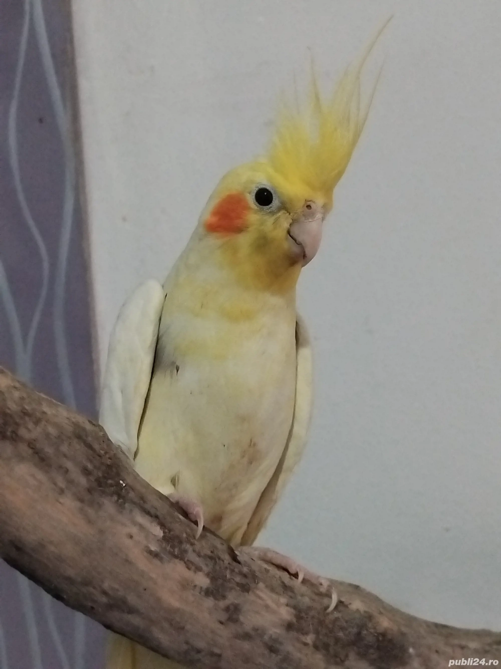 Nimfa frumoasă URGENT