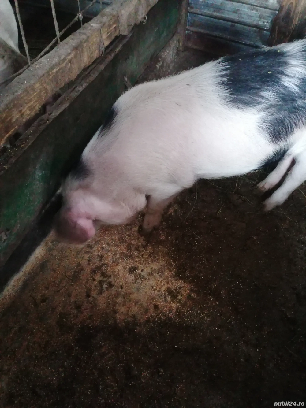 De vânzare masculi și o purcea 