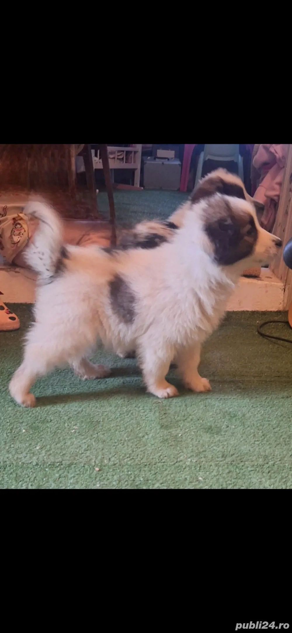 Vand caine Ciobanesc de Bucovina