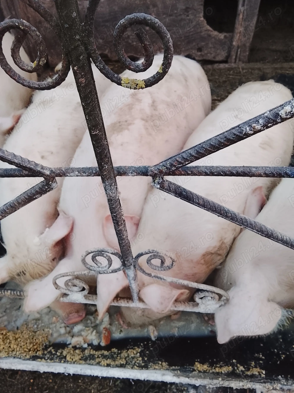 Vând Purcei șoldani 