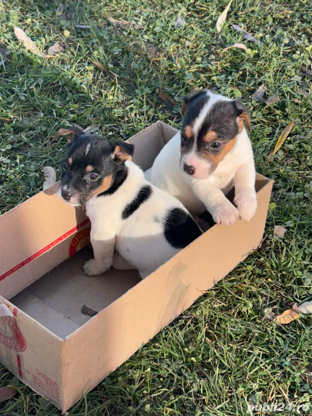 Catelusi Jack Russell