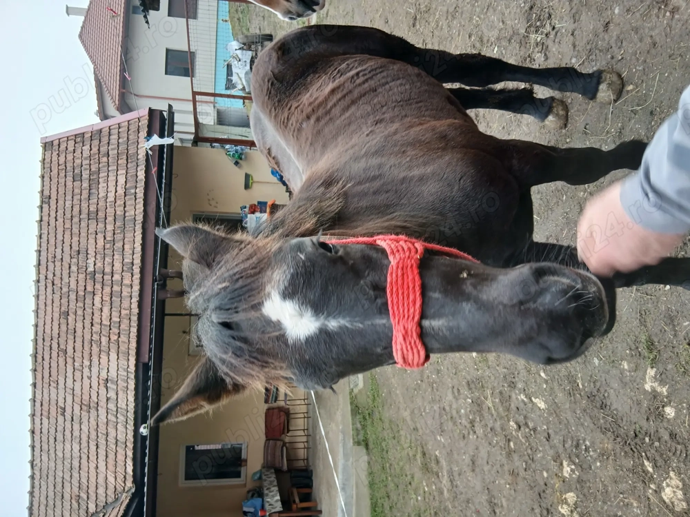 Vand manza de 9 luni