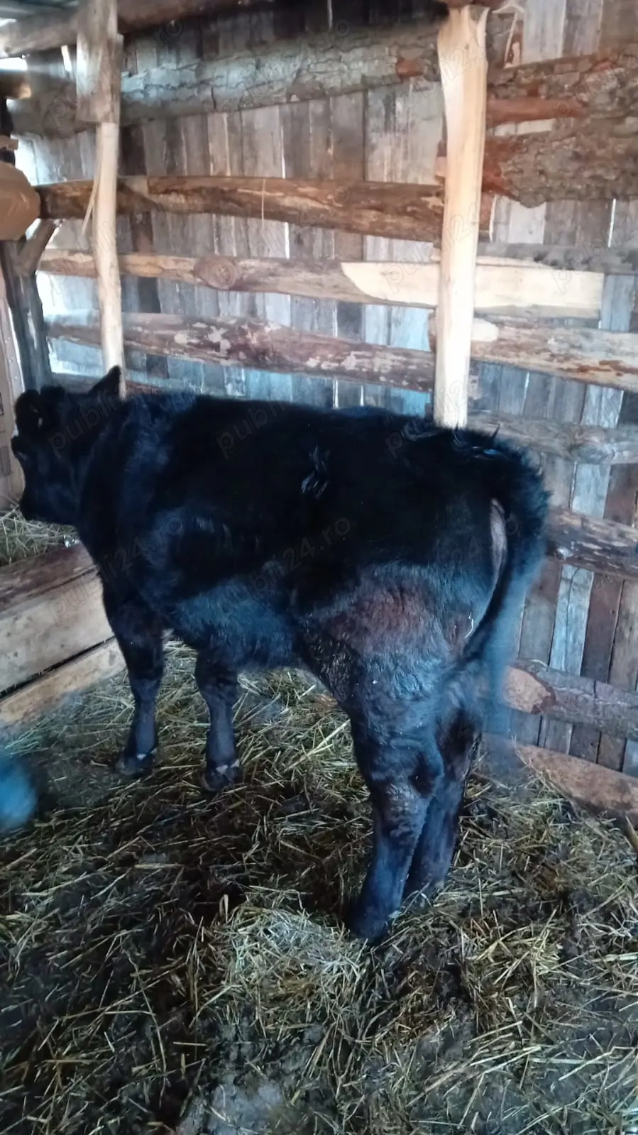 Vând vițică angus cca 280 kg