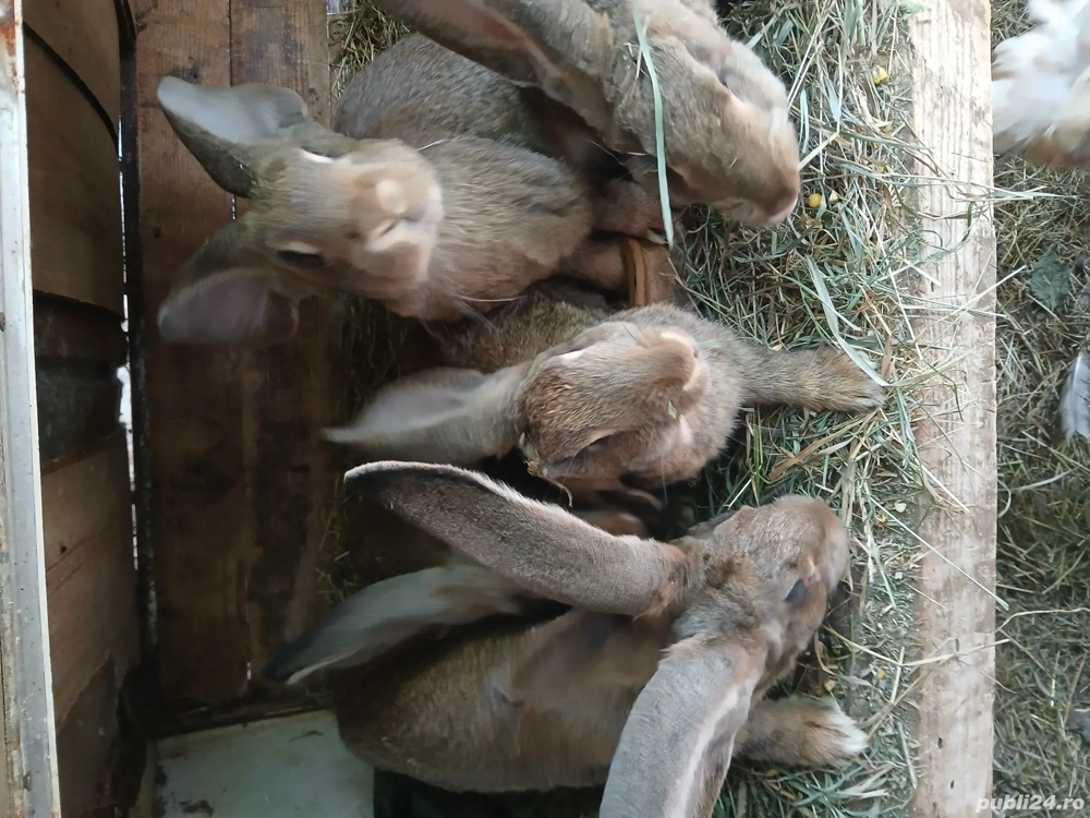 vând iepuri uriaș german 