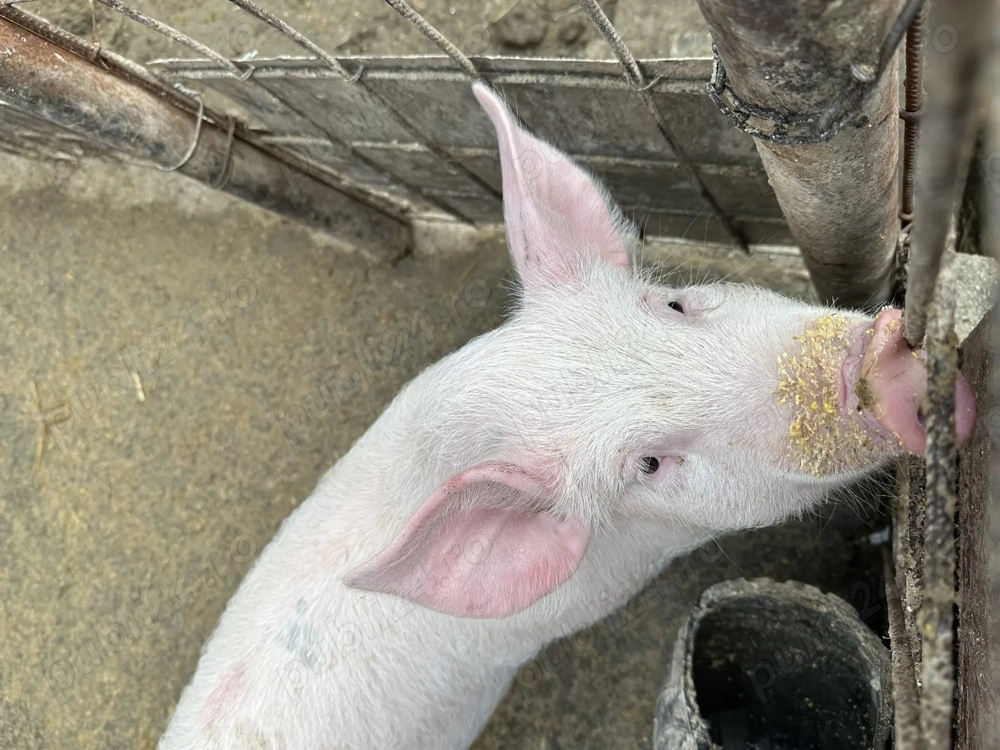 Vând purcei de carne 