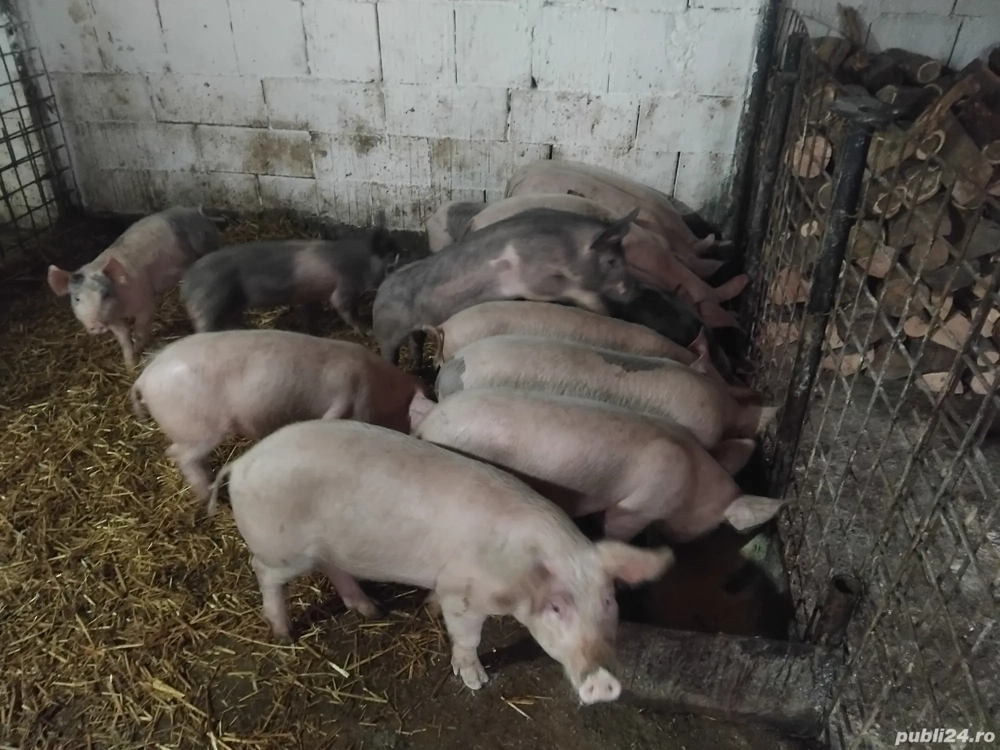 soldani de vanzare de la40 de kg la 35kg 