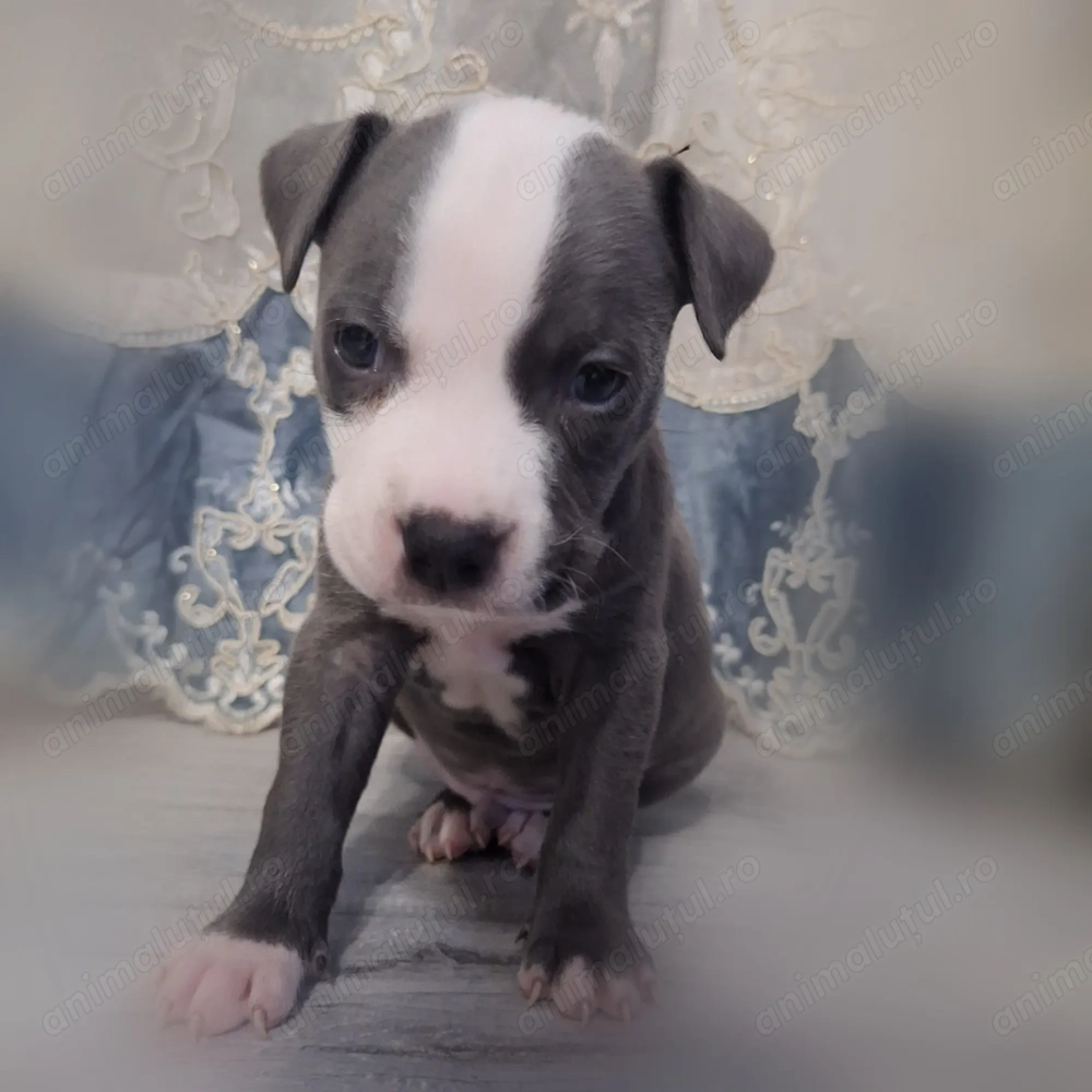 Pui amstaff de vanzare 