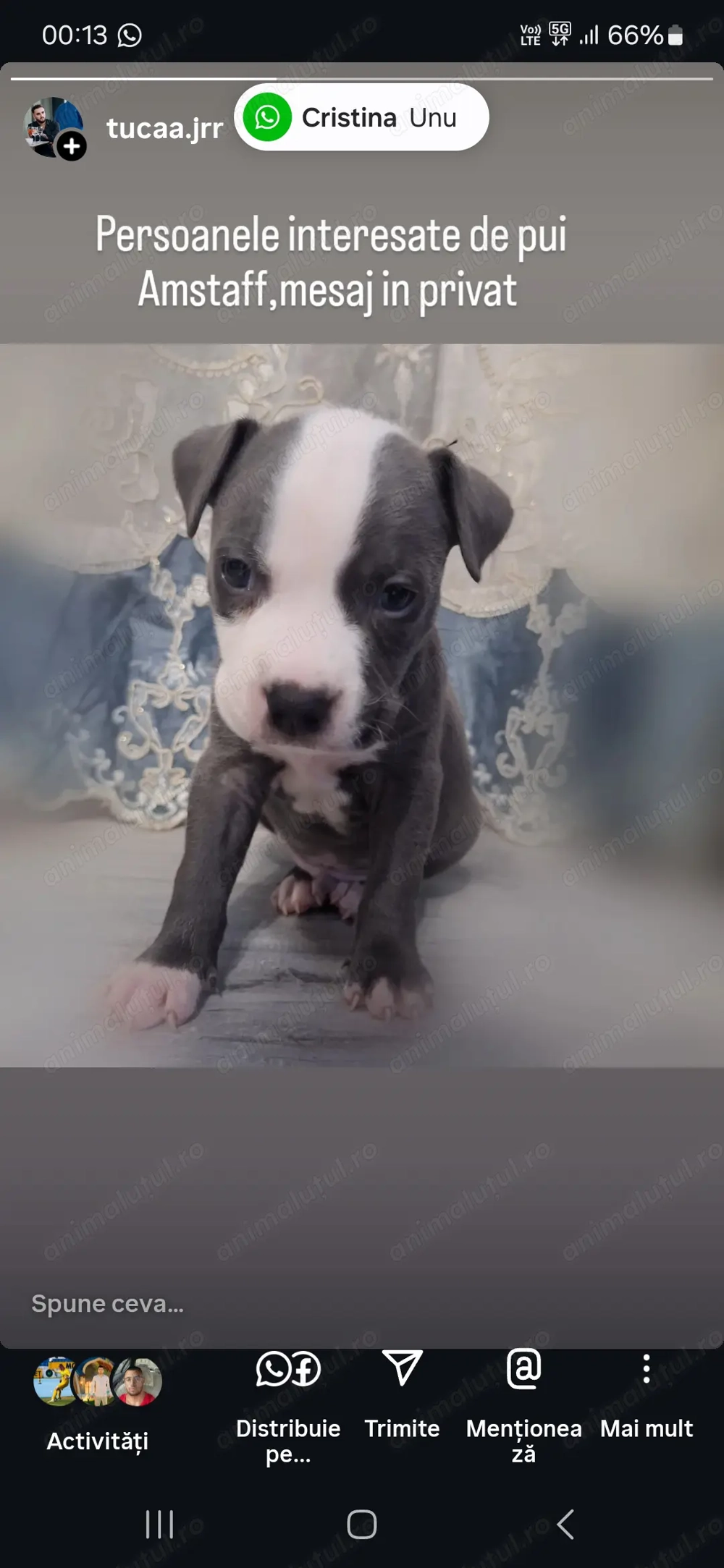 4 pui de amstaff de vanzare