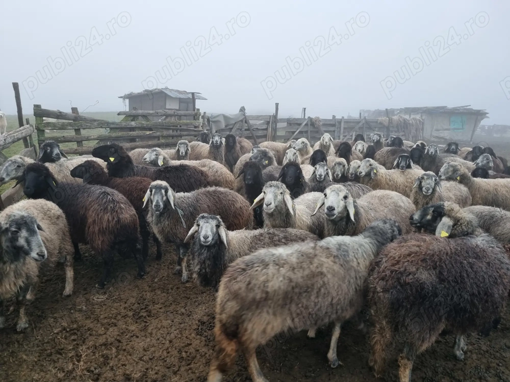 URGENT - Vând turma de oi, preț negociabil