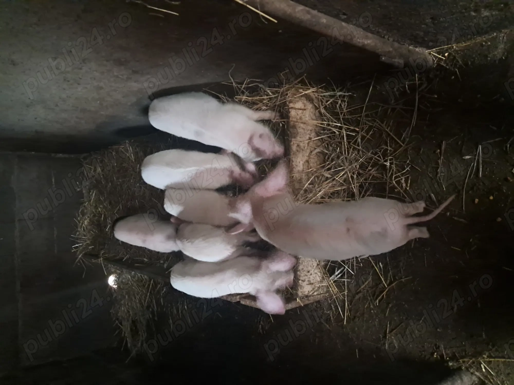 Vand purcei 10 săptămâni 