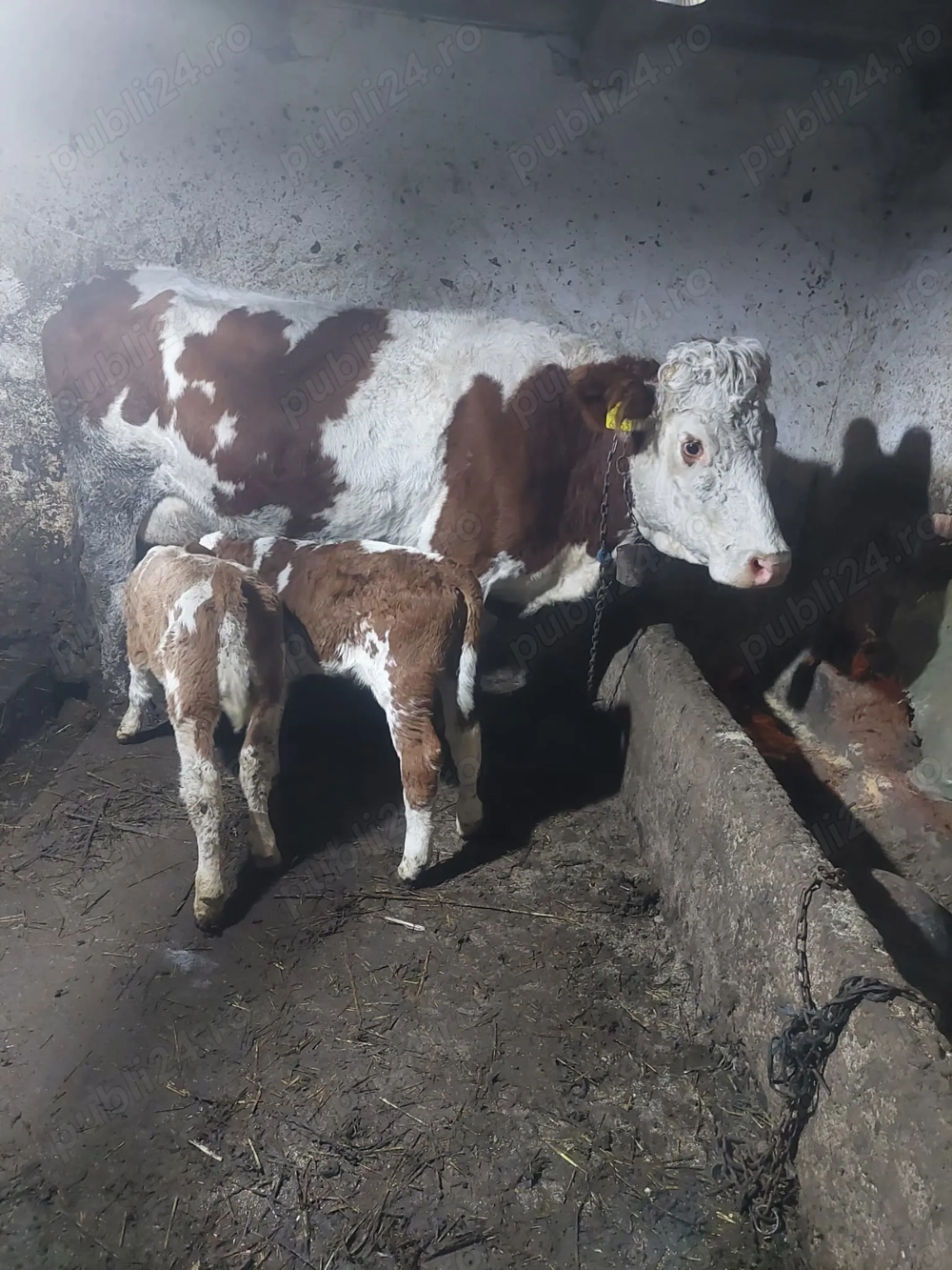 Vând Vacă Bălțată Românească cu 2 Viței-Zau de Câmpie  Productivitate Excelentă