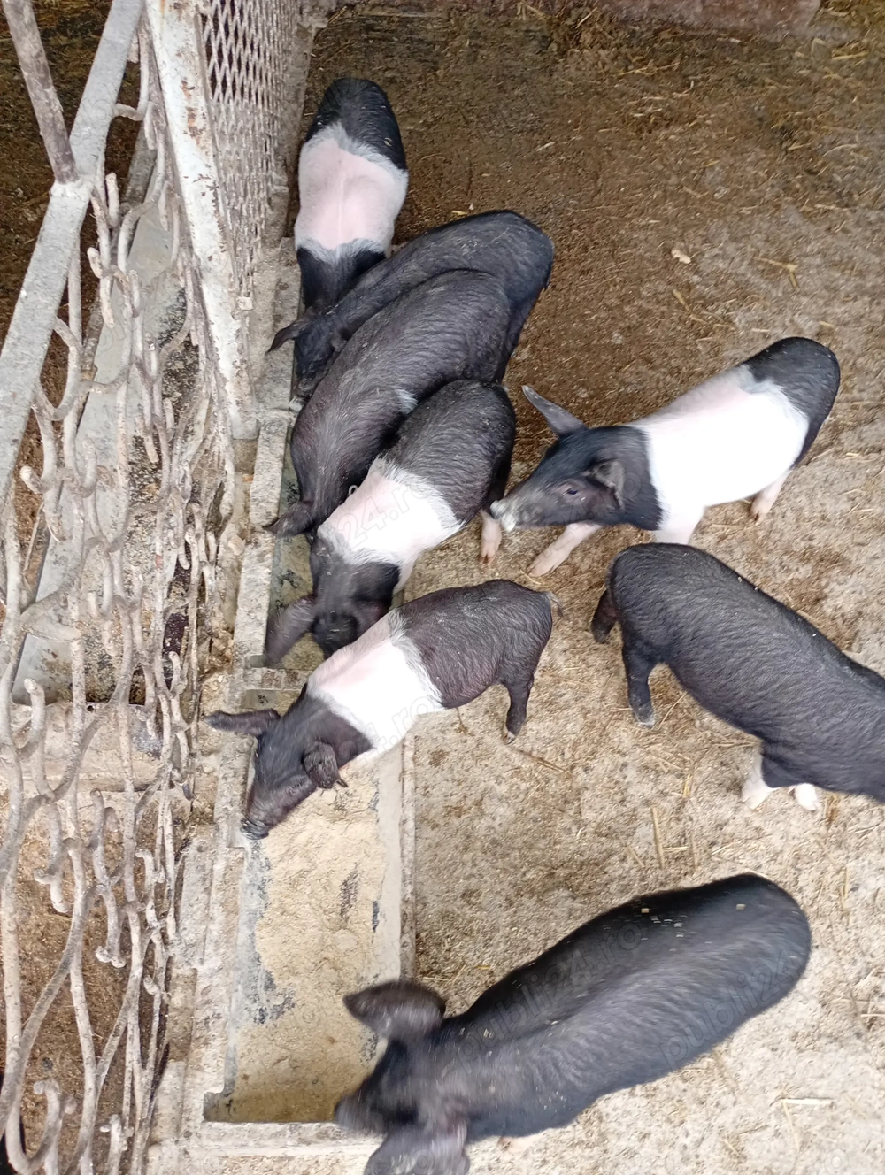 Vând purcei de 6 dlsqptamani