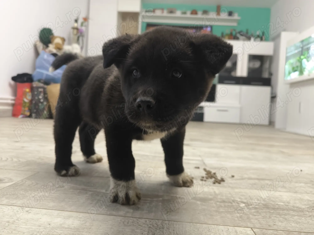 Caței Akita American 